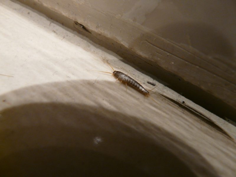 Silberfische Im Badezimmer ᐅ Hohe Luftfeuchtigkeit im Bad lockt Ungeziefer an?