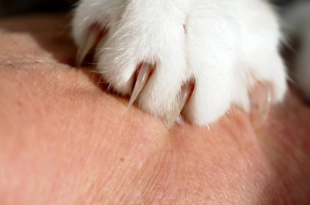 ᐅ Krallenpflege bei Katzen ᐅ Darauf gilt es zu achten