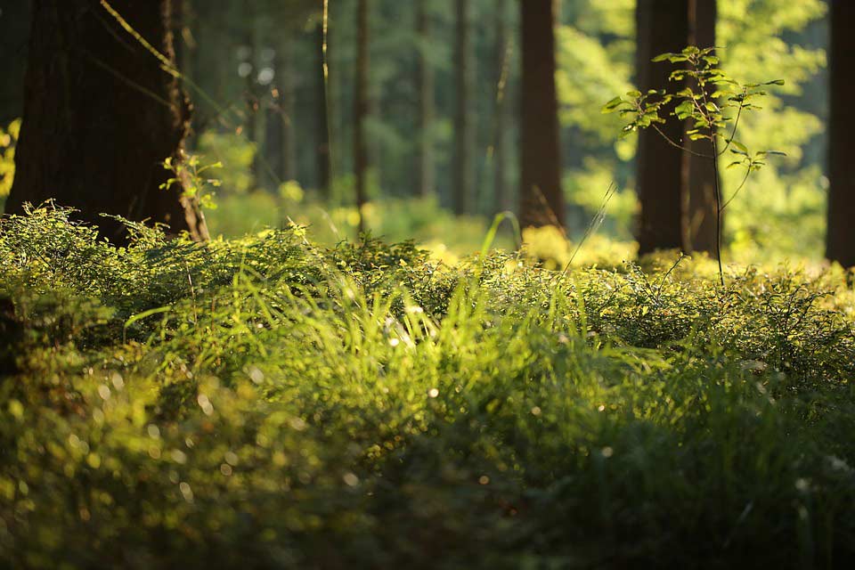 Gräser im Wald