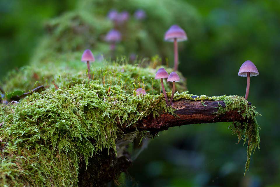 Moose und Pilze im Wald 