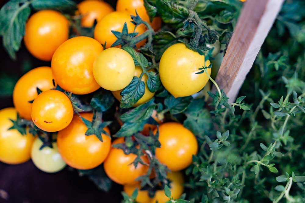 Anbau von Gelben Tomaten (depositphotos.com)