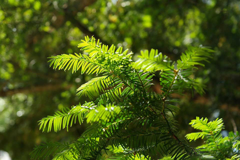 Taxus im Garten