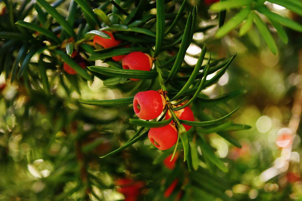 Taxus im Garten mit Früchten