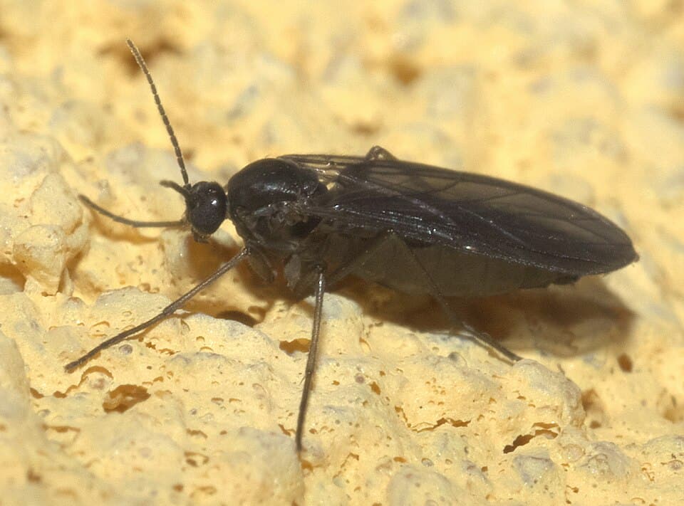 Aussehen der Trauermücke Aussehen der Trauermücke