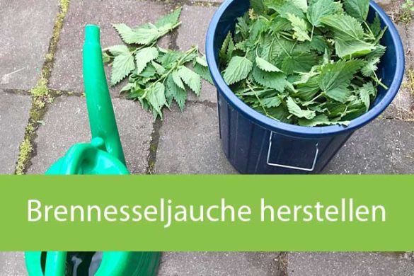 Flöhe im Garten bekämpfen gartenfreunderatgeber.de