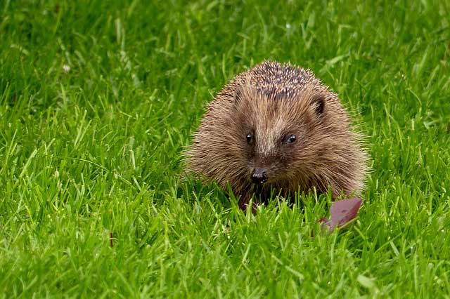 Igel auf dem Rasen sind durch autonome Rasenmäher vor allem in der Nacht gefährdet