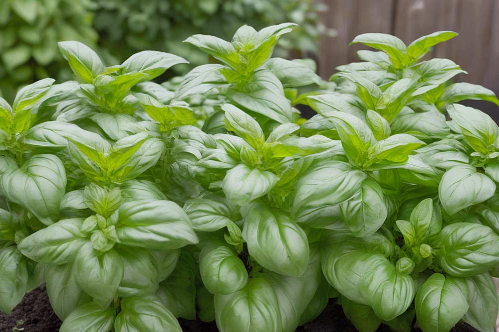 Basilikum (Ocimum basilicum) (NF)