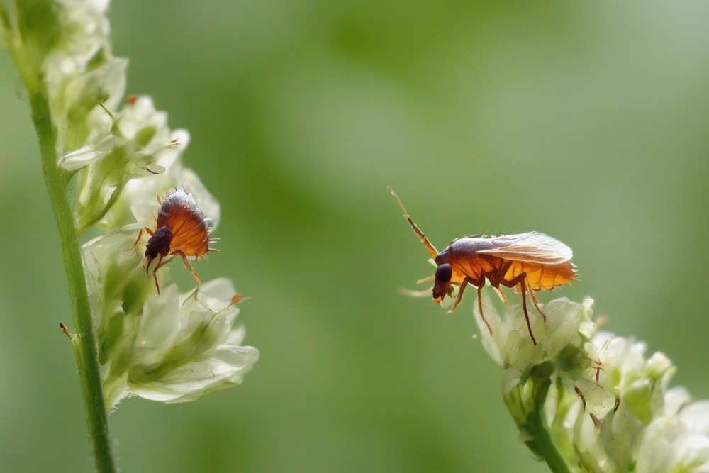 Flöhe im Garten (NF)