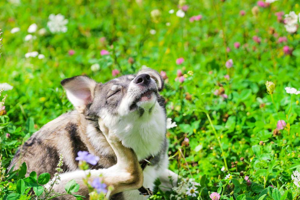 Flöhe beim Hund oder der Katze beseitigen (depositphotos)