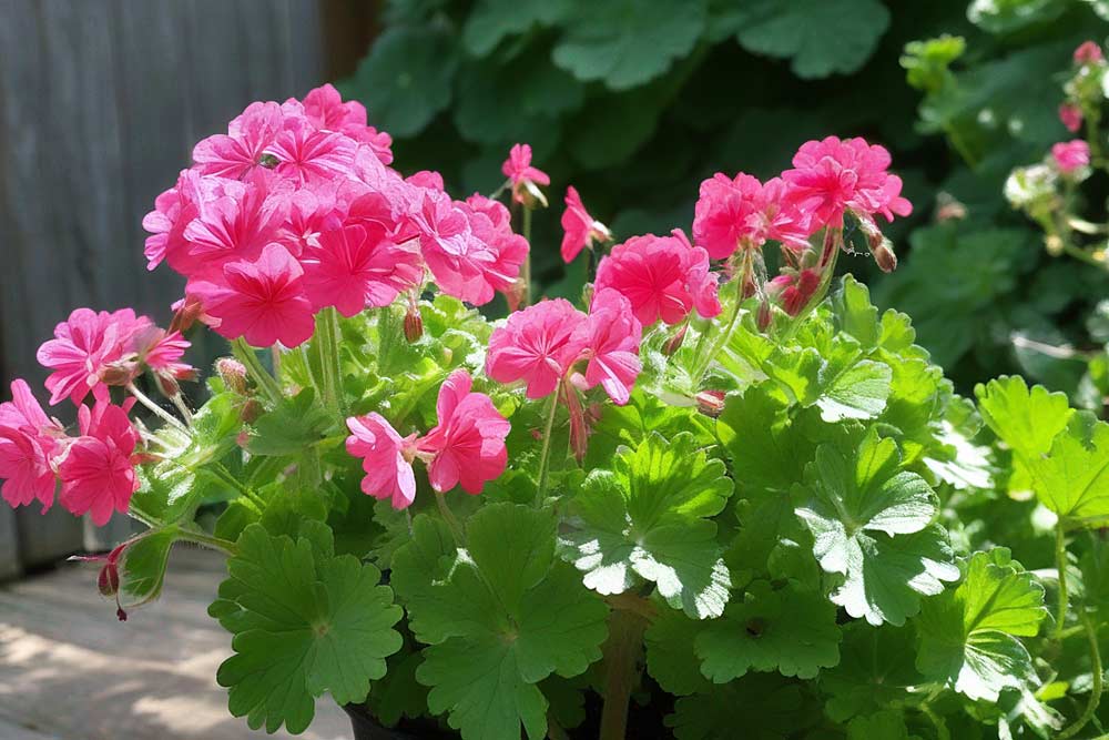 Geranie (Pelargonium) (NF)