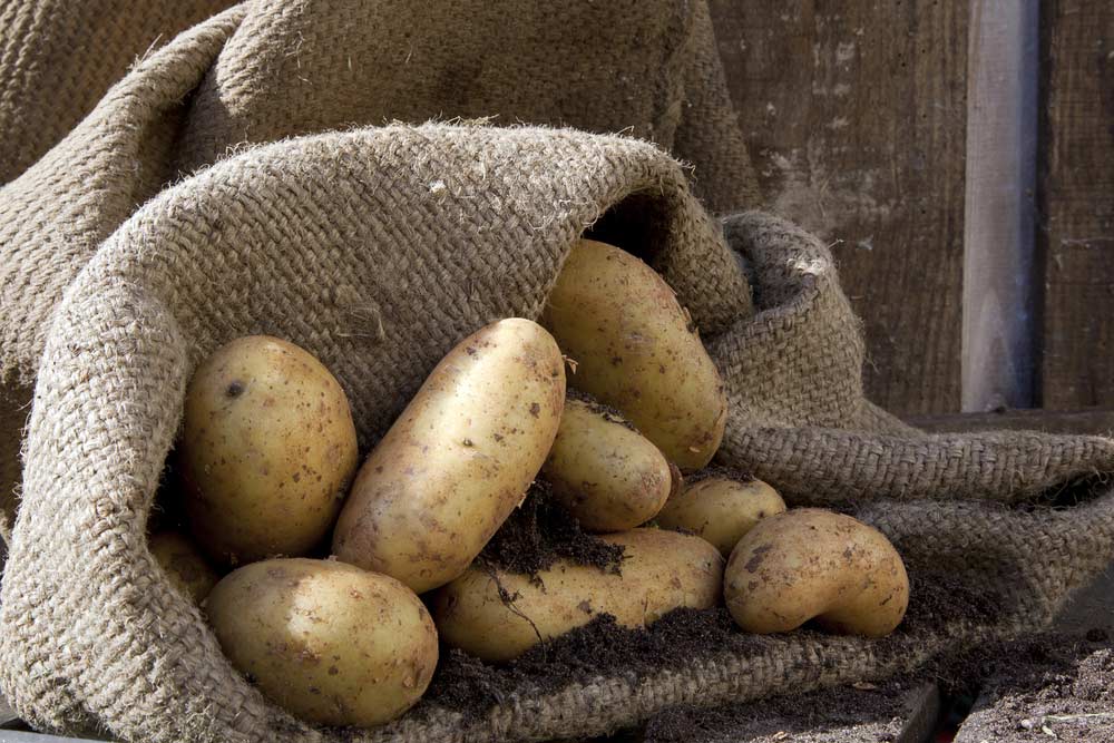 Lagerung der Kartoffeln im Kartoffelsack (depositphotos)