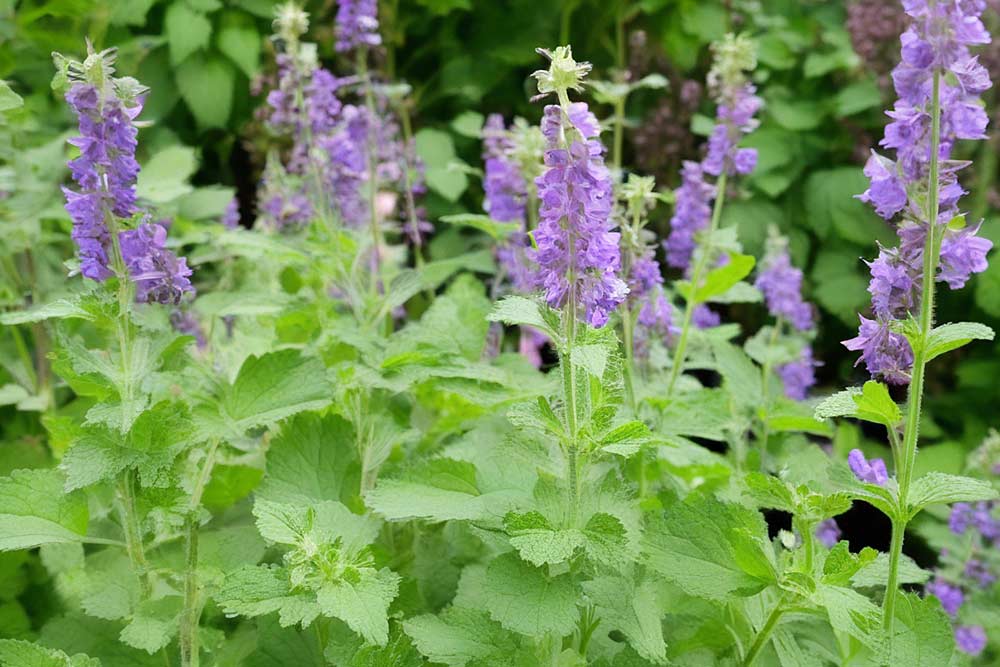 Katzenminze (Nepeta) (NF)