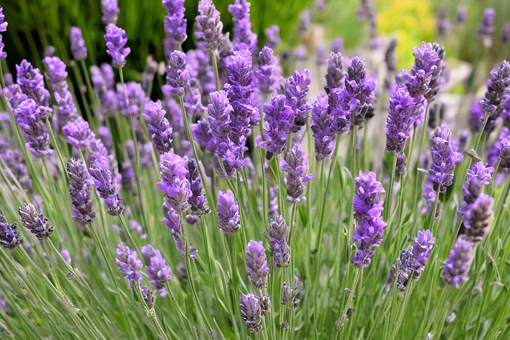 Lavendel (Lavandula) (NF)