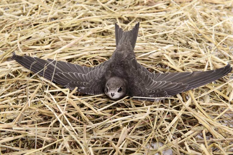 Vogel Mauersegler | gartenfreunde-ratgeber.de