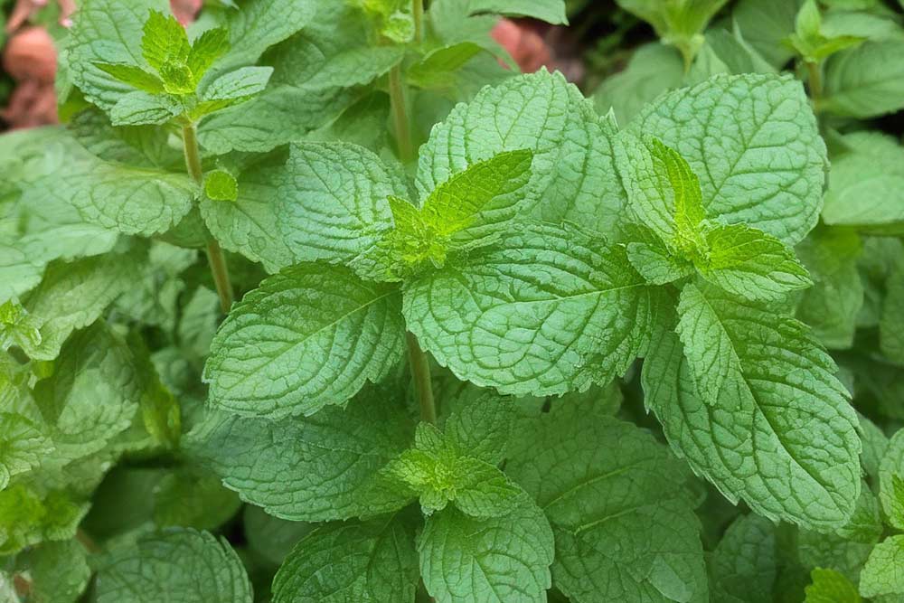 Minze (Mentha) (NF)