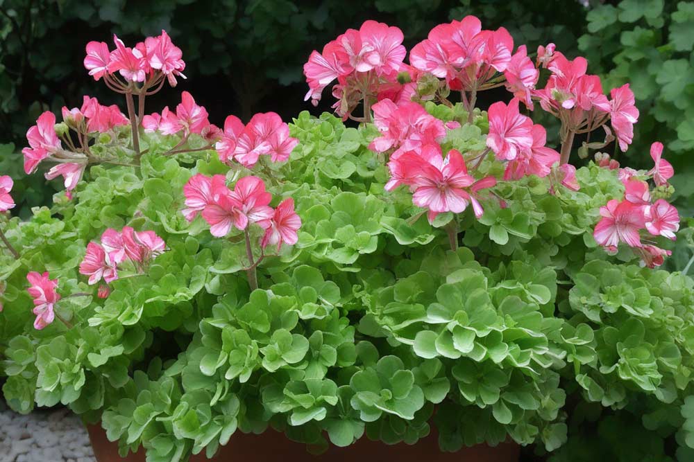 Pelargonium Citrosum (NF)