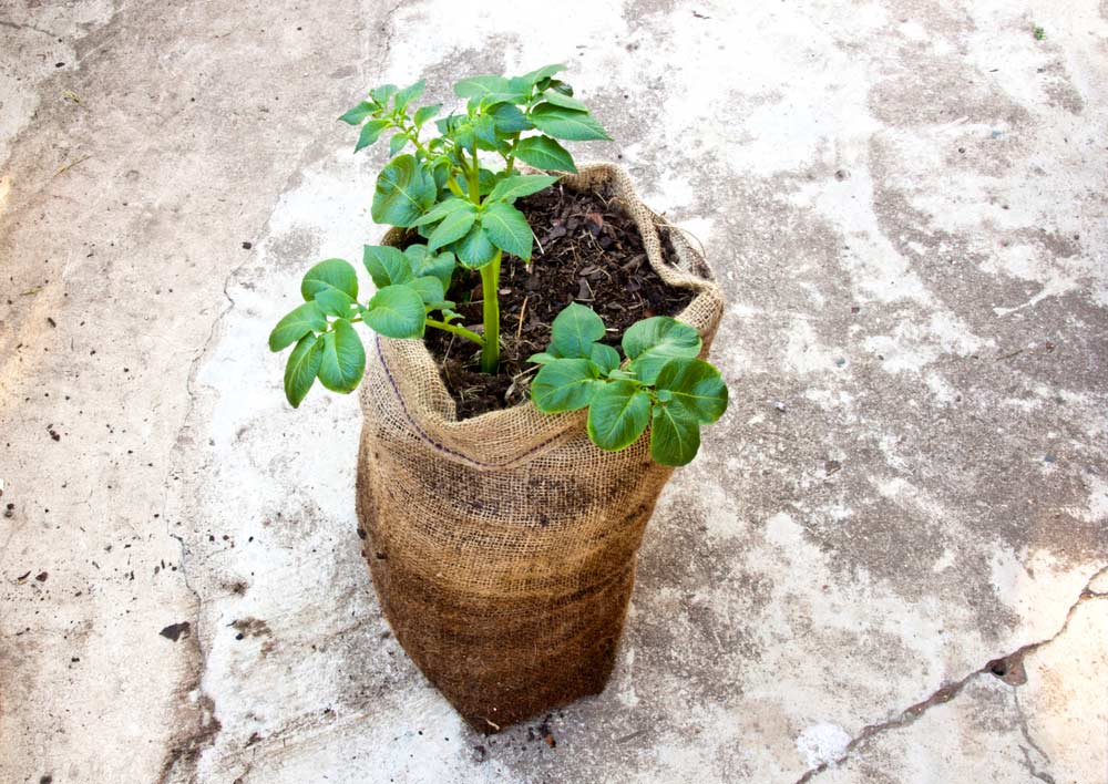 Pflanzsack aus Jute mit Kartoffeln (depositphotos)