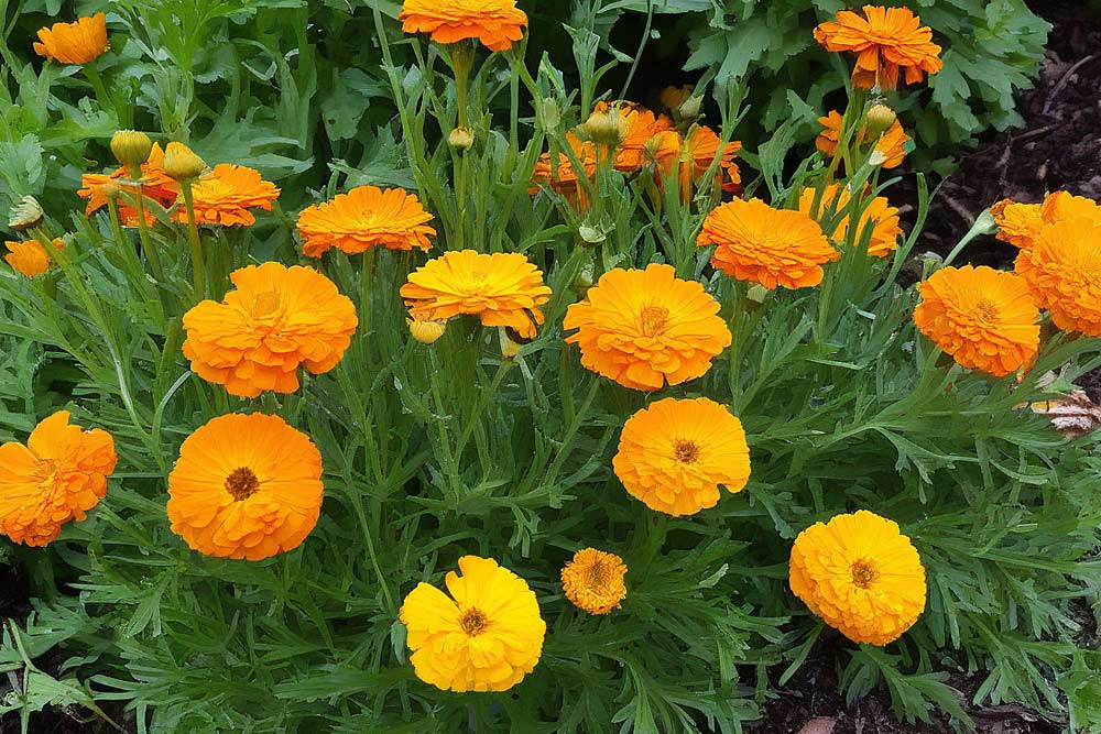 Ringelblume (Calendula officinalis) (NF)