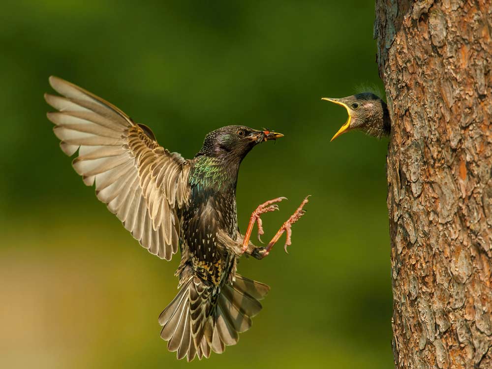 Star füttern seine Jungvögel  (depositphotos)