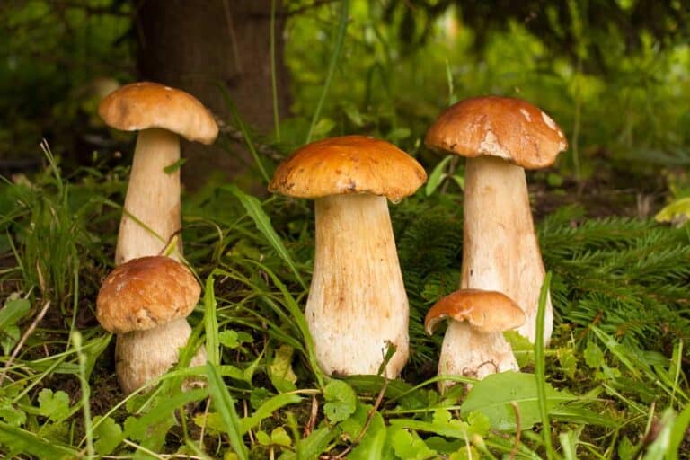 Wie Lange Halten Steinpilze Im Kühlschrank Wo finde ich Steinpilze? | gartenfreunde-ratgeber.de
