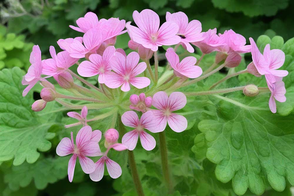 Zitronengeranie (Pelargonium crispum) (NF)