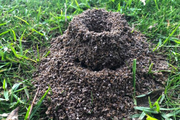 Flöhe im Garten bekämpfen gartenfreunderatgeber.de