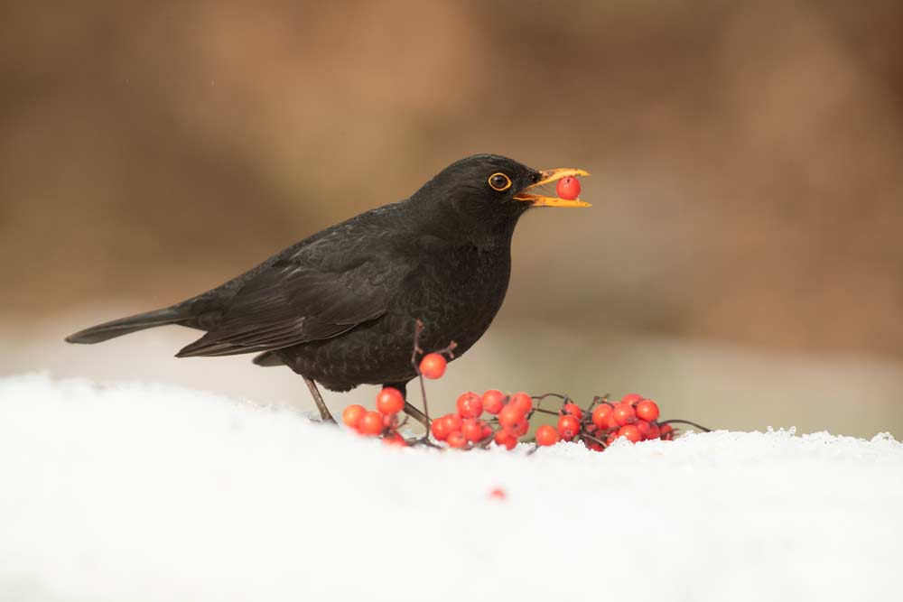 Amsel frisst Beeren (depositphotos)