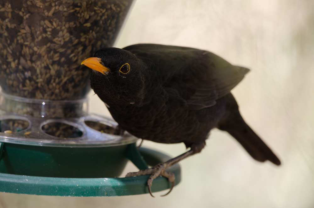 Amsel frisst Körnerfutter an Futterstation (depositphotos)