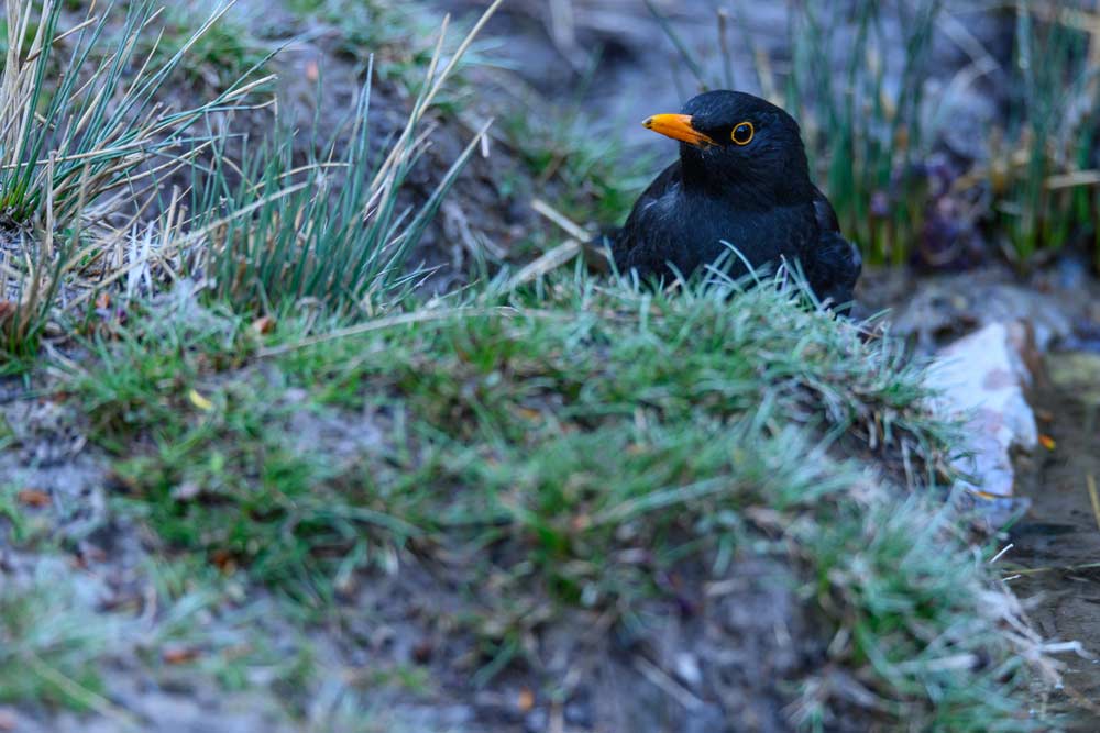 Amsel im Winter (depositphotos)