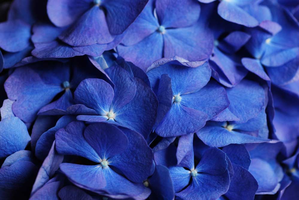 Blaue Hortensienblüte (depositphotos)