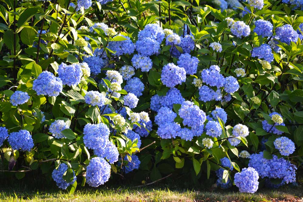 Blauer Hortensienstrauch (depositphotos) 