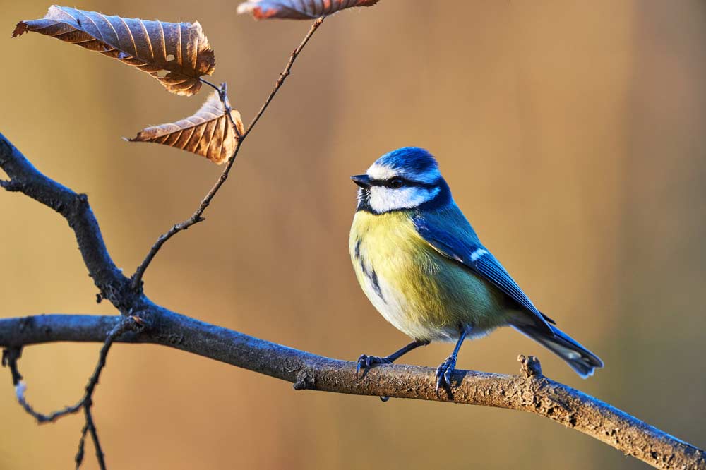 Blaumeise im Herbst (depositphotos)