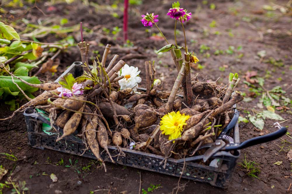 Blumenknollen, wie Dahlienknollen, für den Winter rausnehmen (depositphotos)