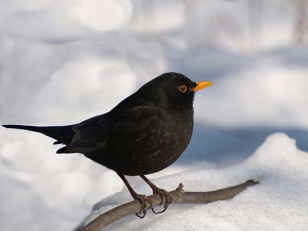 Eurasische Amsel im Winter (depositphotos)