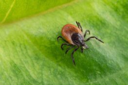 Ameisenhügel im Garten gartenfreunderatgeber.de