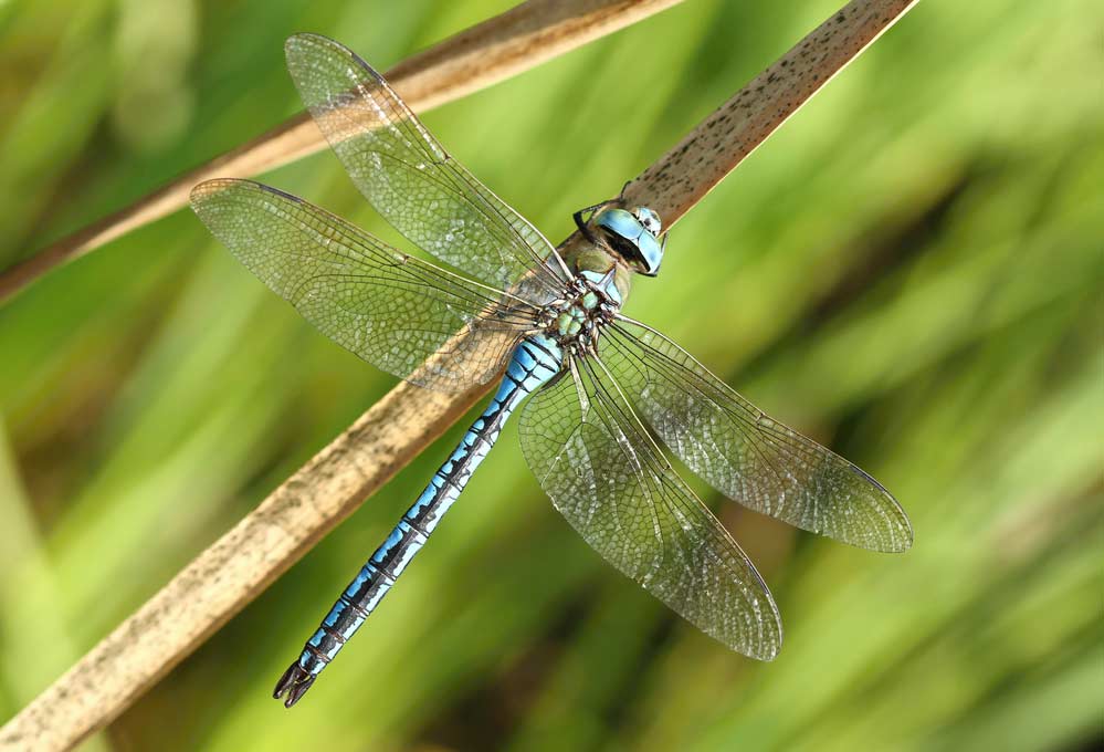 Große Königslibelle (Anax imperator) (depositphotos)