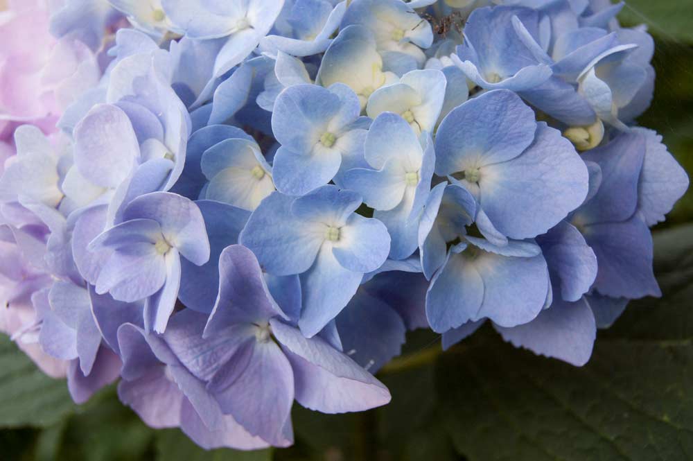 Hellblaue Hortensie mit zartlila (depositphotos)