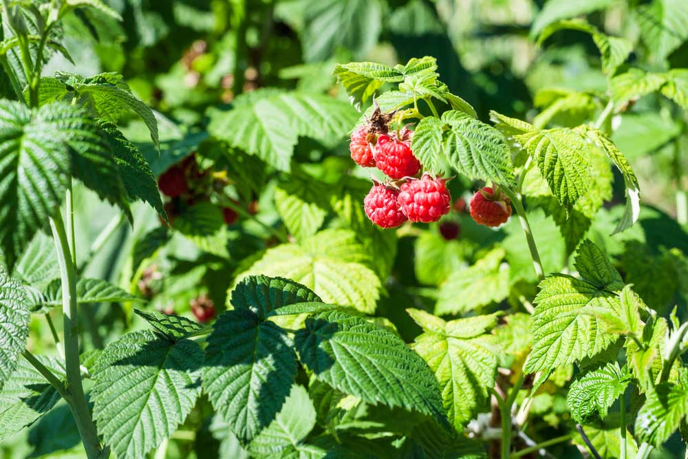 Himbeerstrauch mit Beeren (depositphotos)