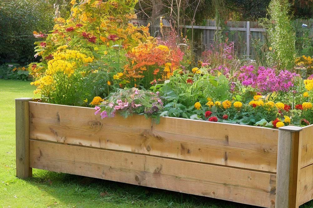 Hochbeet mit Herbstblumen im Garten (NF)