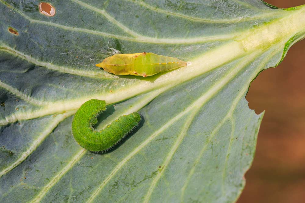 Kohlweißling Raupe (depositphotos)