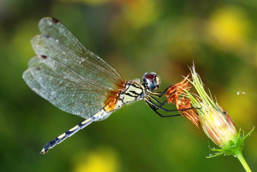 Schöne Libelle an Pflanze (depositphotos) 