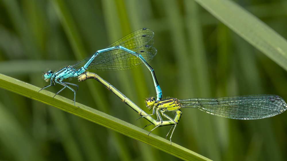 Azurblaue Libellen bei der Paarung (depositphotos)