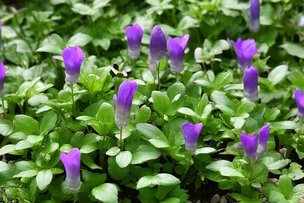 Lippenmäulchen Bodendecker (Mazus reptans) (NF)