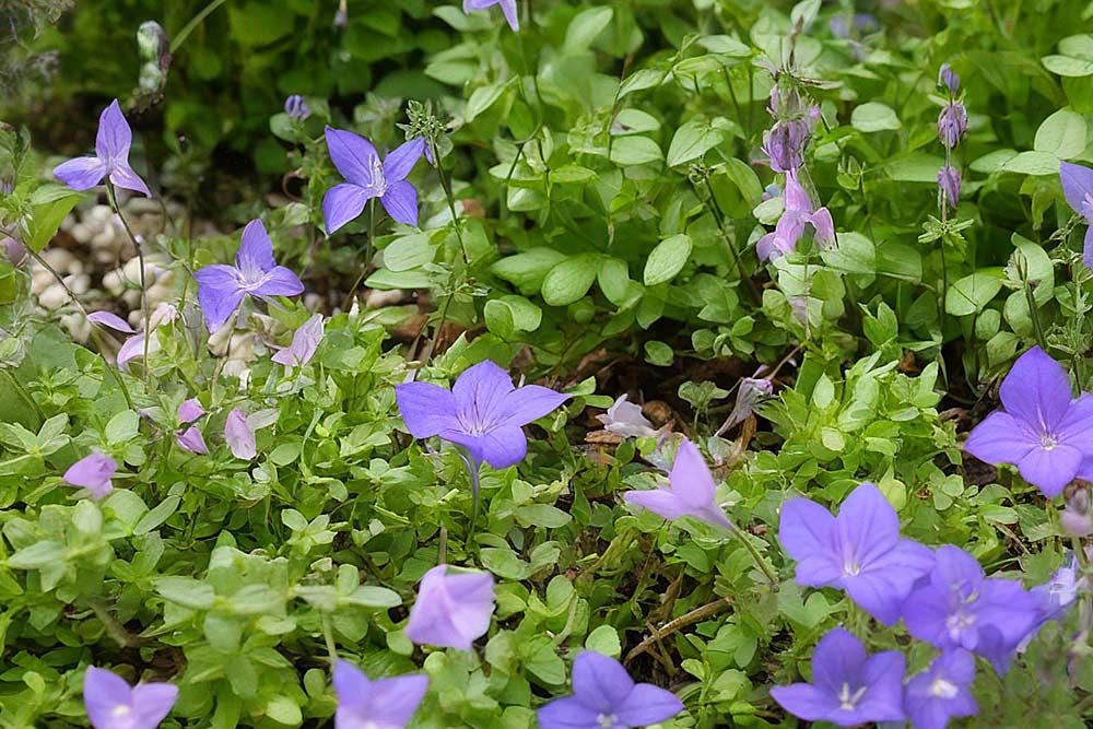 Lippenmäulchen Bodendecker mit anderen Pflanzen (NF)