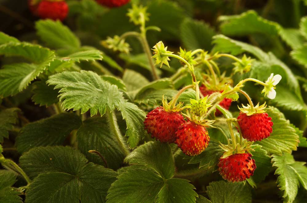 Monatserdbeeren Pflanze (depositphotos)