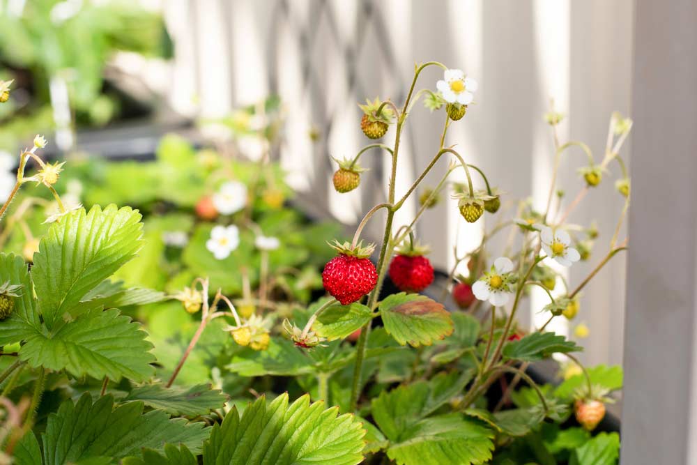 Monatserdbeeren auf dem Balkon anbauen (depositphotos)