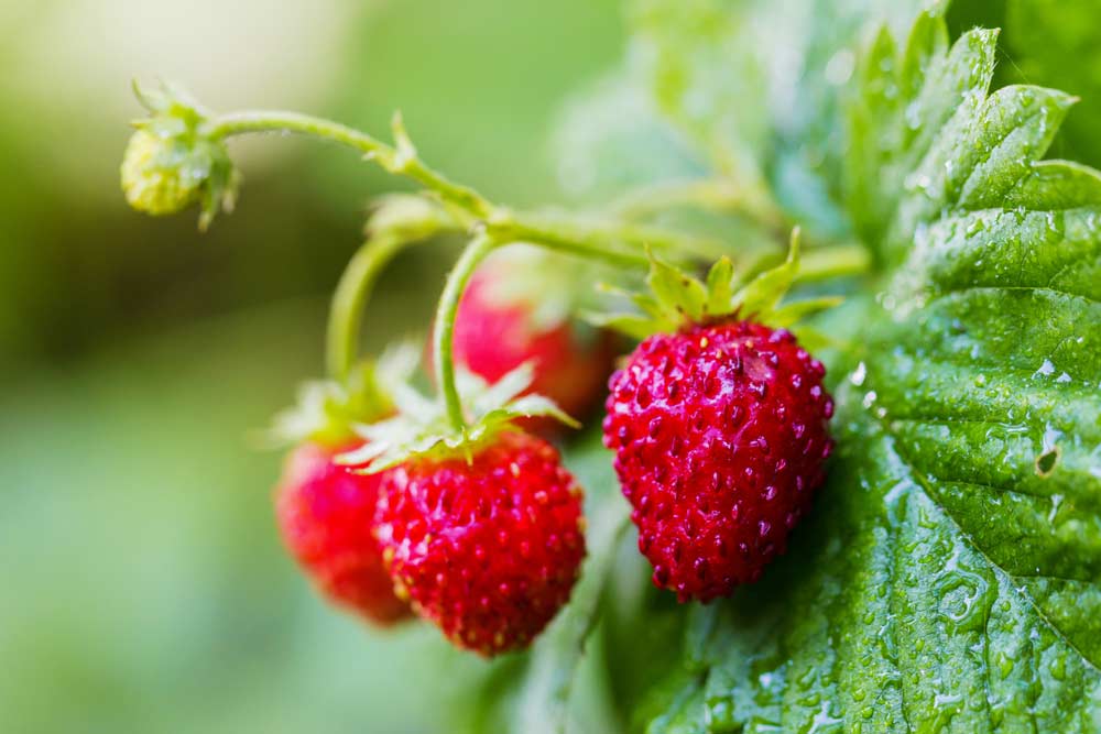 Reife Früchte der Monatserdbeeren (depositphotos)
