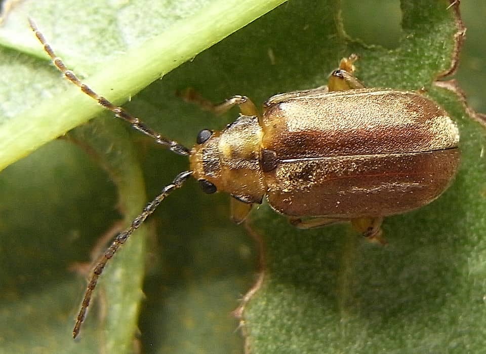 Schneeballblattkäfer Schneeballblattkäfer