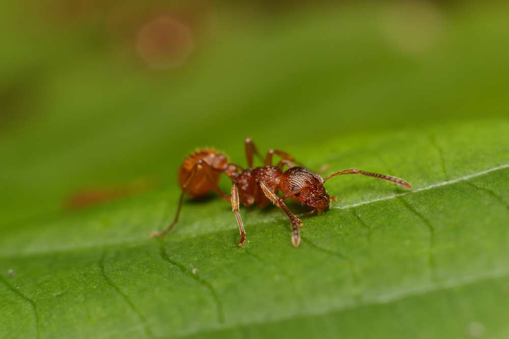 Rote Gartenameise (depositphotos)