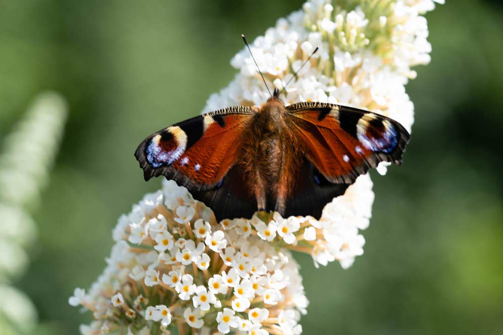 Schmetterlingsbusch mit Pfau-Schmetterling (depositphotos)
